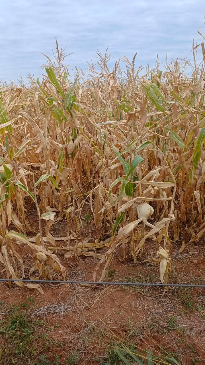Fazenda à venda de 16.000 ha em Capitán Bado, Paraguai