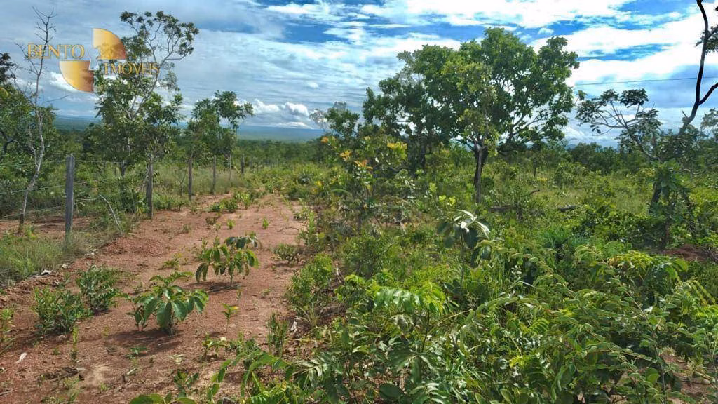 Fazenda de 1.000 ha em Nova Mutum, MT