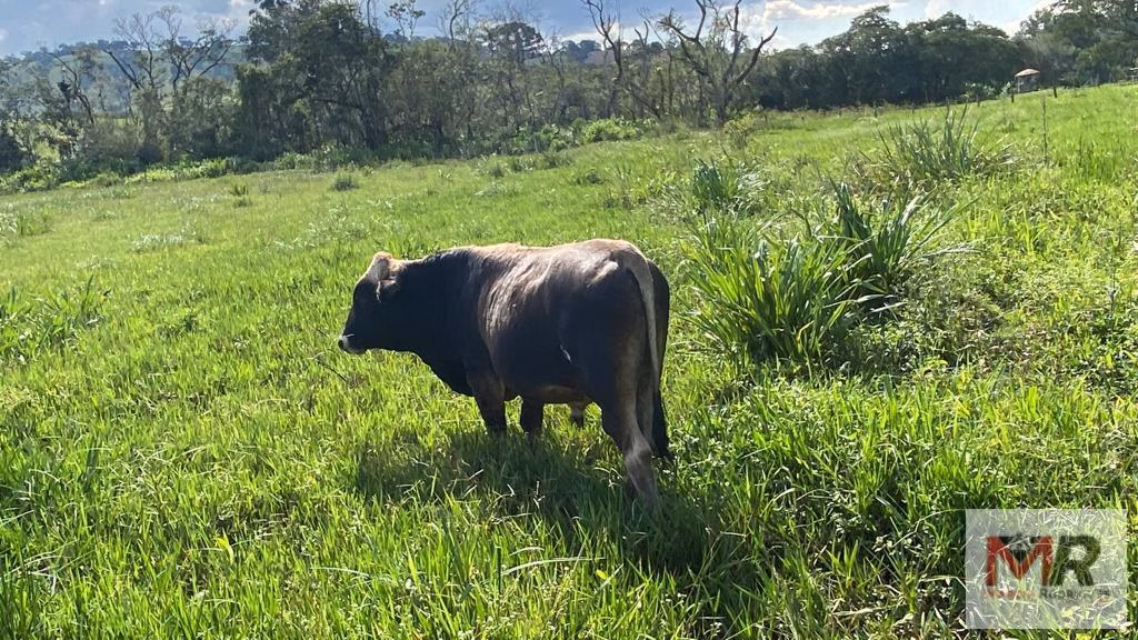 Sítio de 1 ha em Estiva, MG