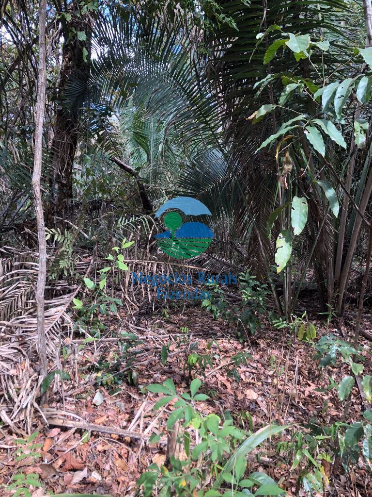 Fazenda de 4.646 ha em Colinas do Sul, GO