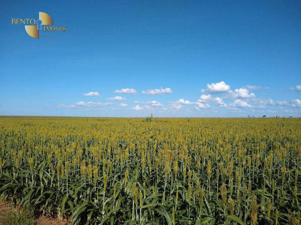 Fazenda de 2.500 ha em Tapurah, MT