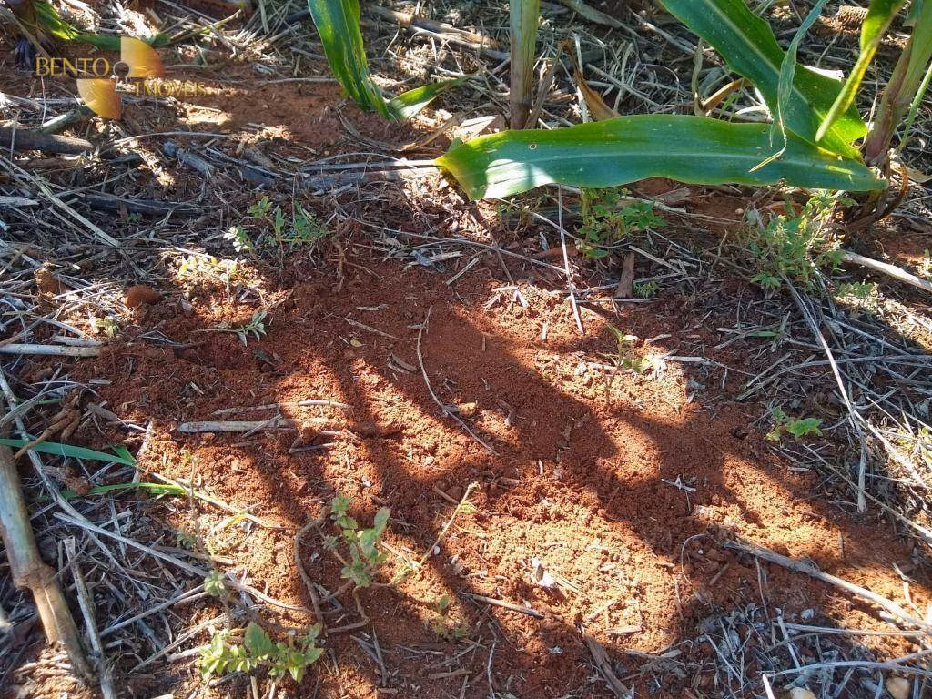 Fazenda de 2.500 ha em Tapurah, MT