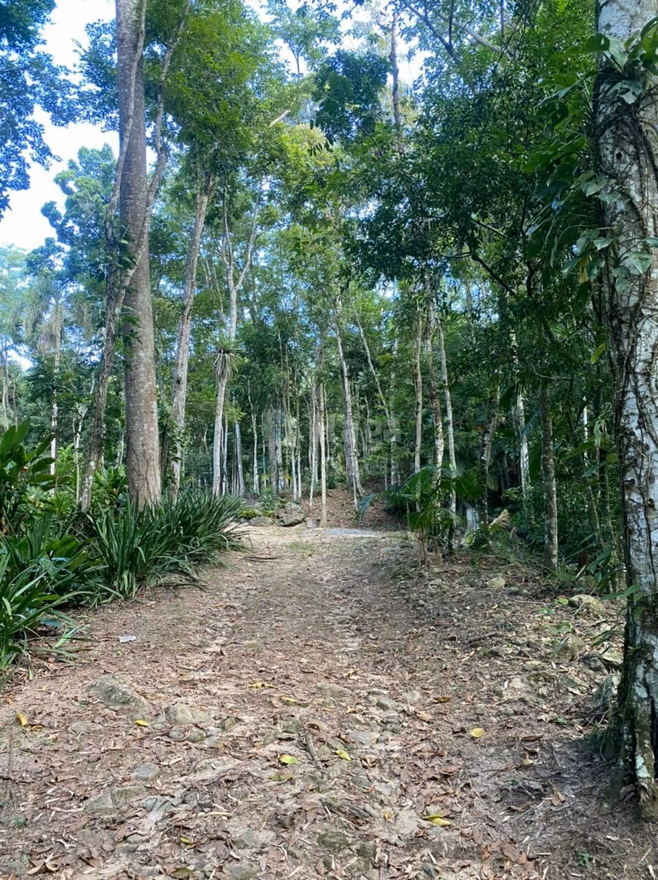Fazenda de 2 ha em Canelinha, SC