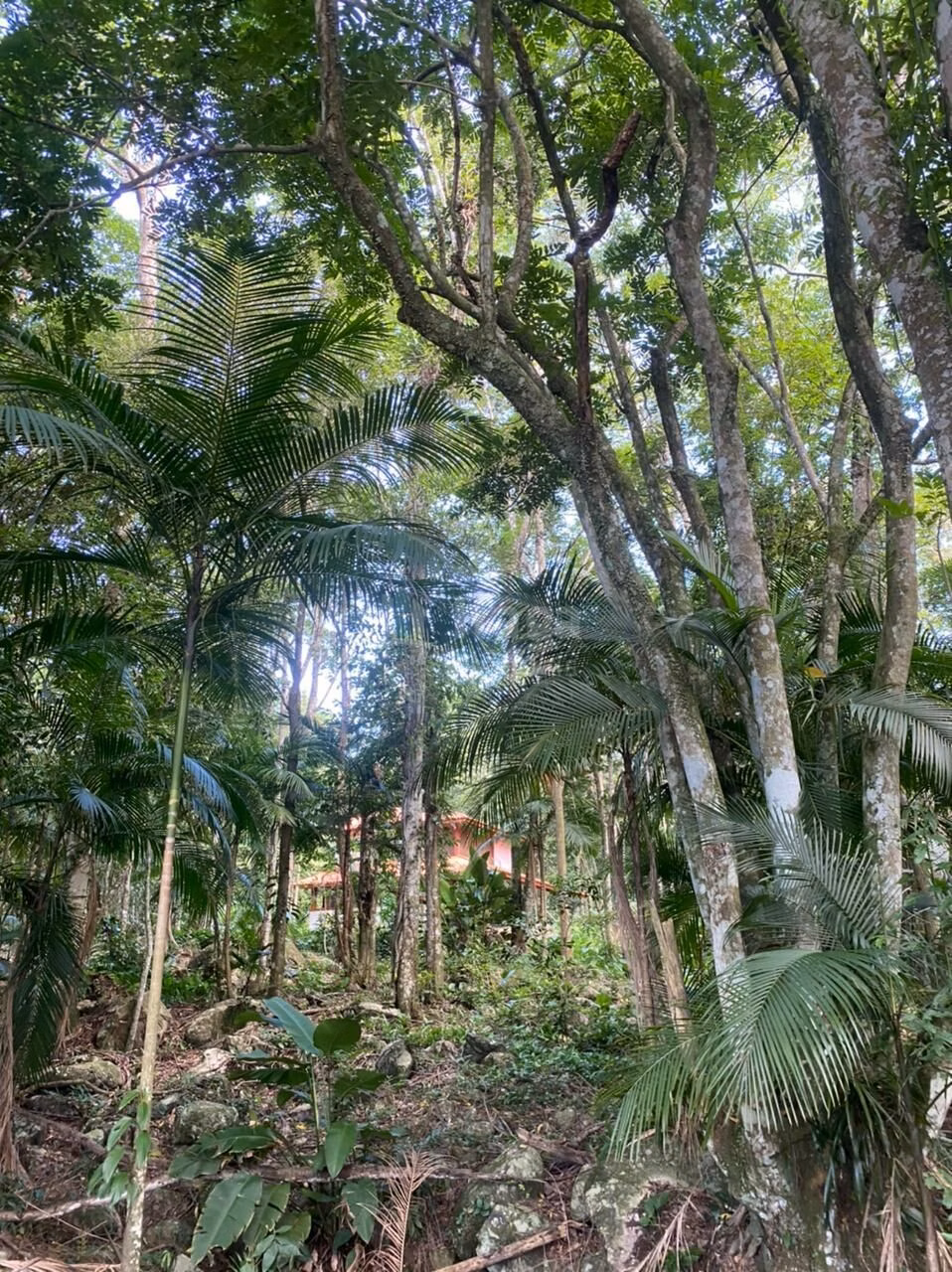 Farm of 5 acres in Canelinha, SC, Brazil