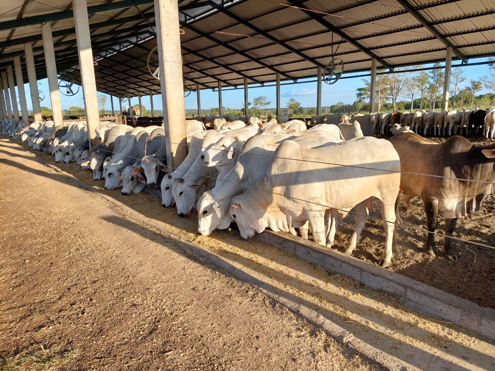 Farm of 2.392 acres in Santa Fé do Araguaia, TO, Brazil