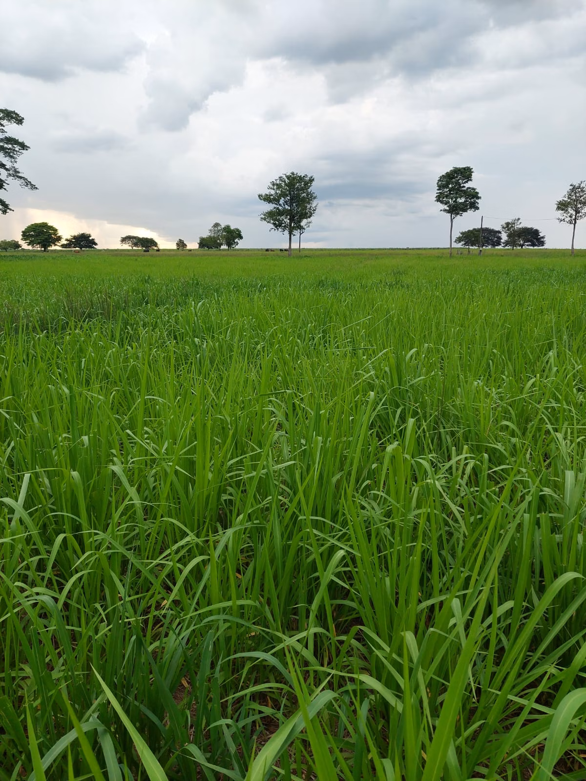 Farm of 2.392 acres in Santa Fé do Araguaia, TO, Brazil