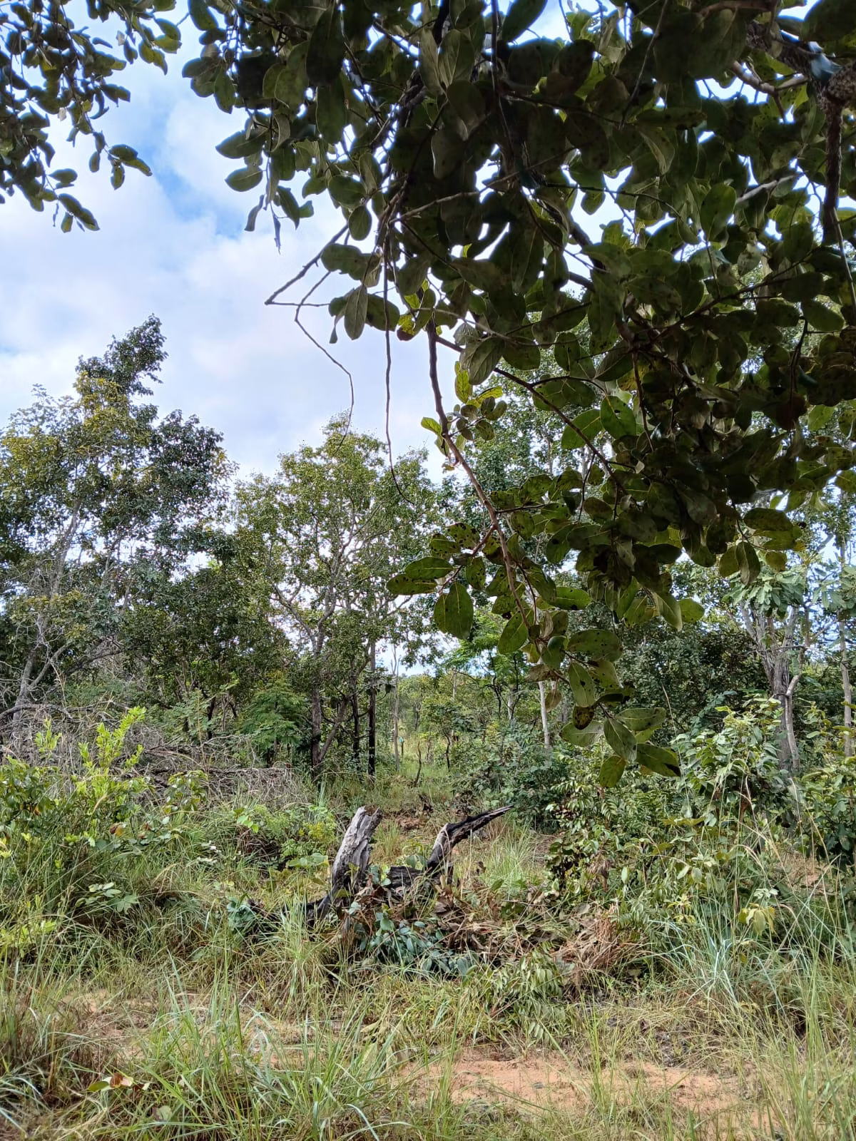 Fazenda de 74 ha em Baixa Grande do Ribeiro, PI