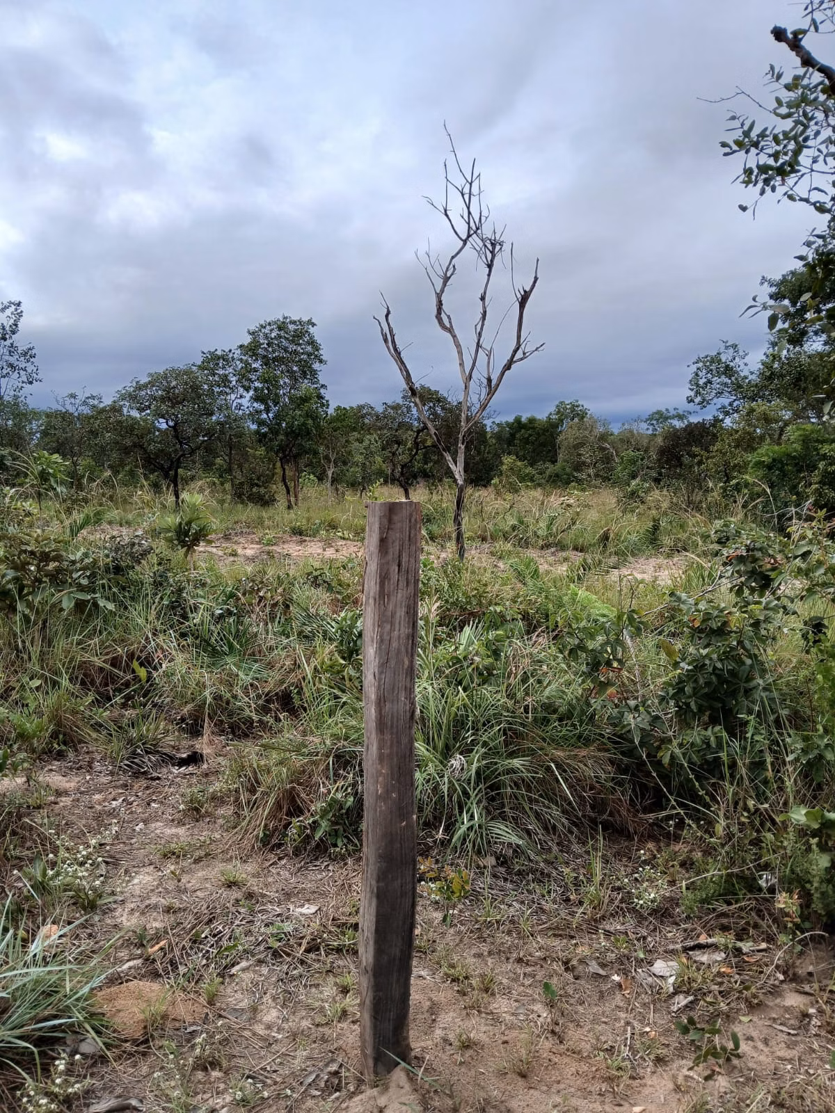 Fazenda de 74 ha em Baixa Grande do Ribeiro, PI