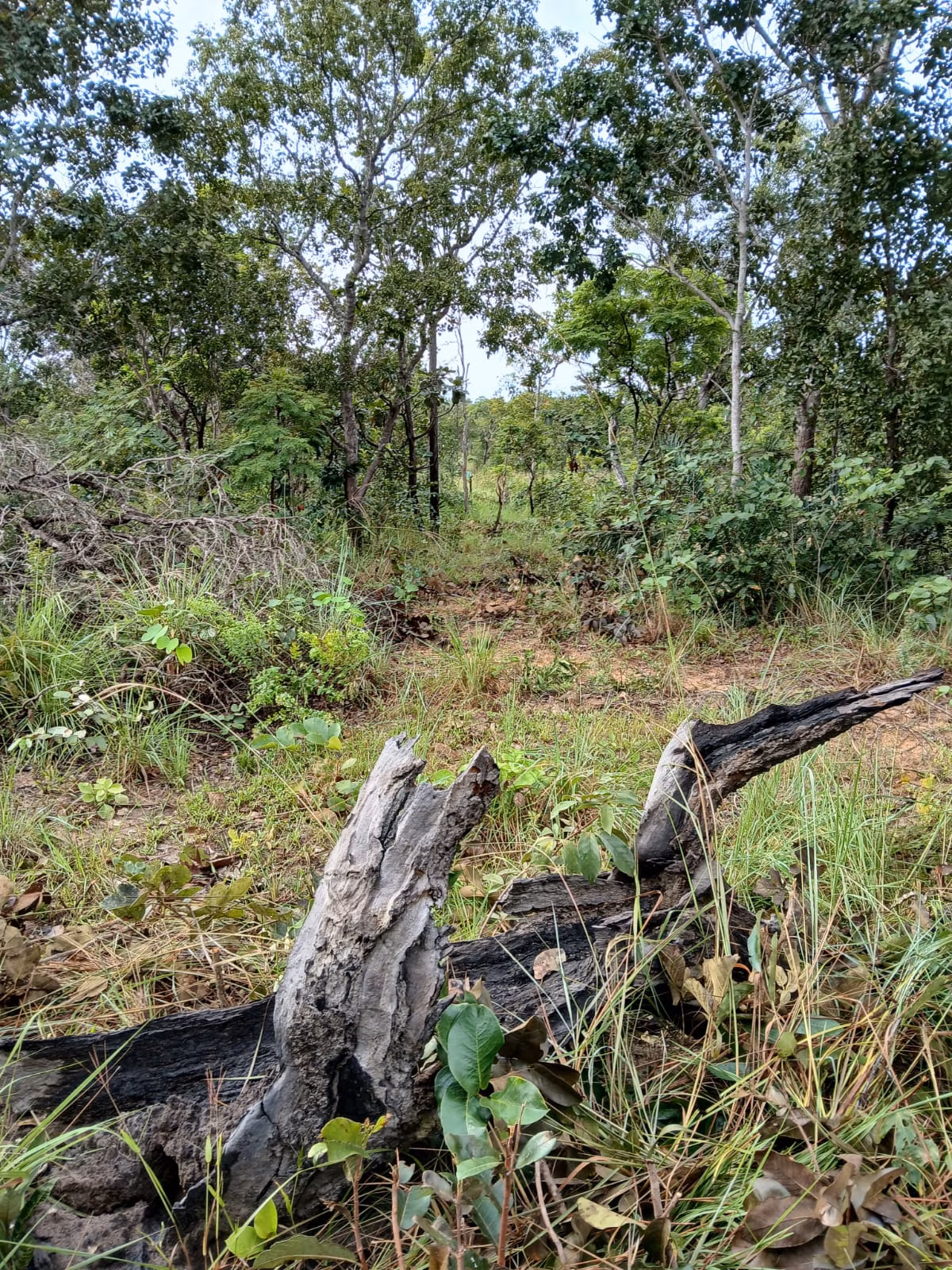 Fazenda de 74 ha em Baixa Grande do Ribeiro, PI
