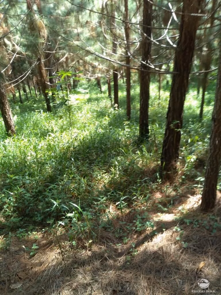Fazenda de 370 ha em Registro, SP