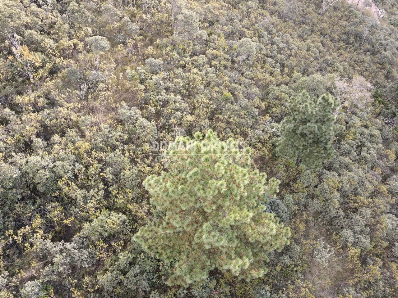 Plot of 1,010 m² in Campos do Jordão, SP, Brazil