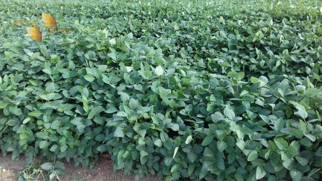 Fazenda de 2.040 ha em Ribeirão Cascalheira, MT