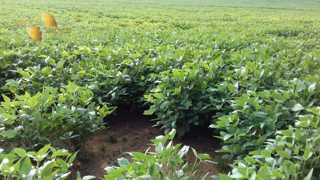 Fazenda de 2.040 ha em Ribeirão Cascalheira, MT