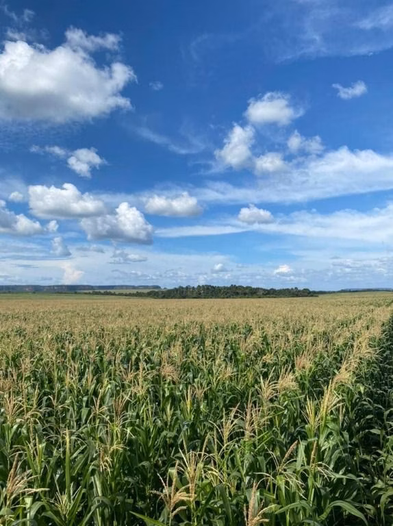 Fazenda de 5.000 ha em São Luís, MA