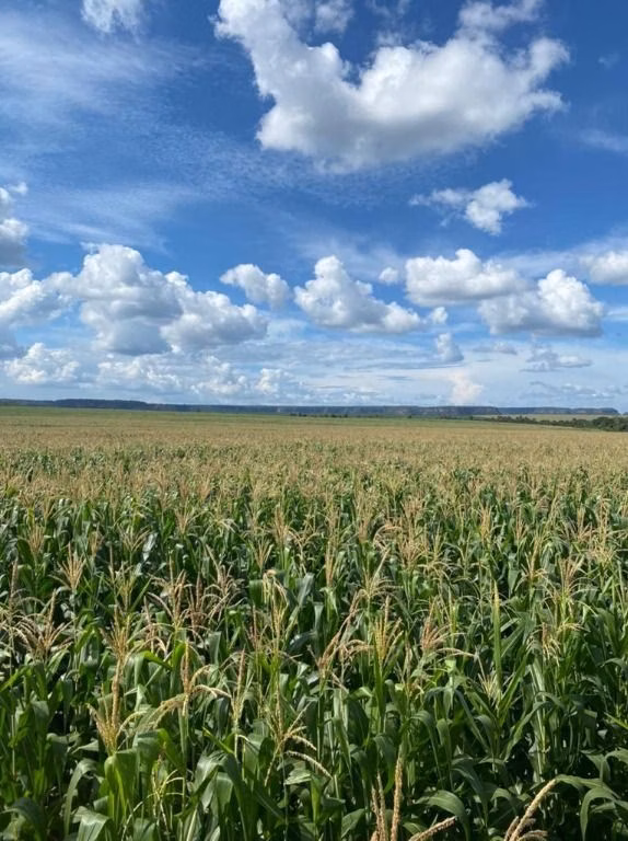 Fazenda de 5.000 ha em São Luís, MA