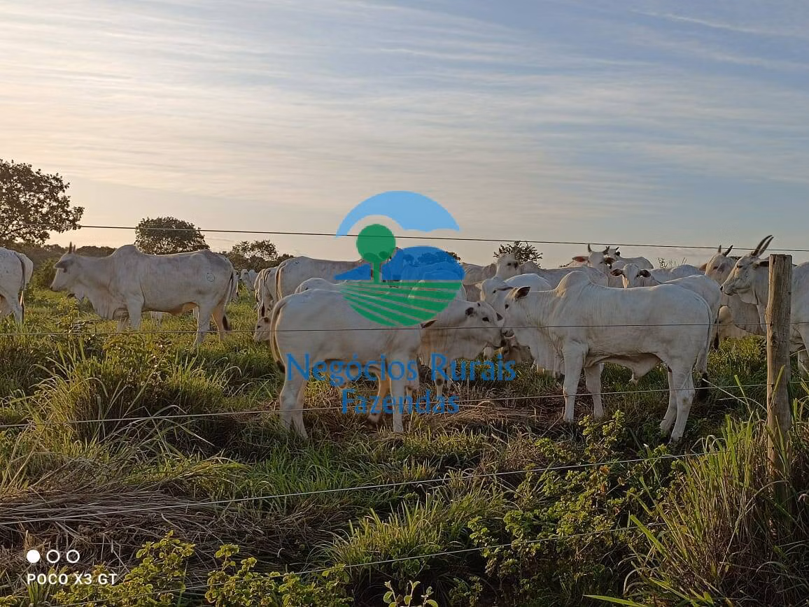 Farm of 1,794 acres in Novo Planalto, GO, Brazil