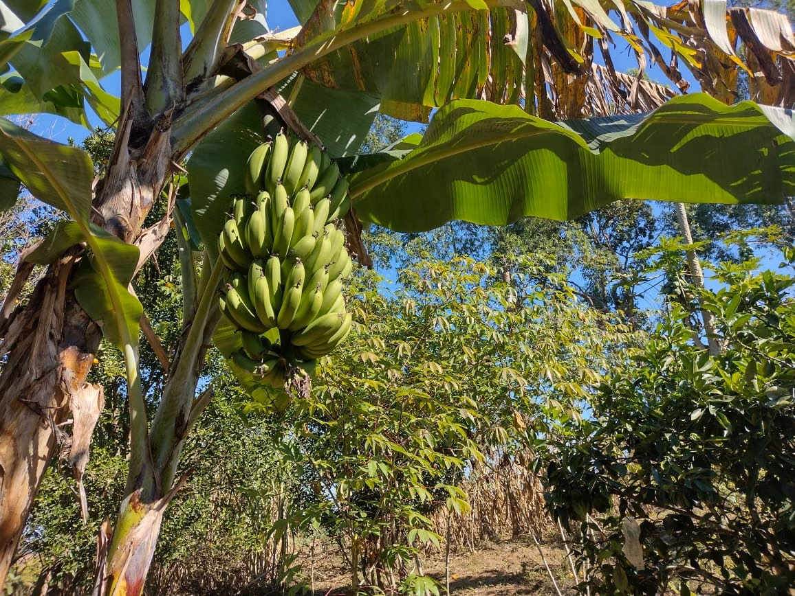 Small farm of 30 acres in Itapetininga, SP, Brazil
