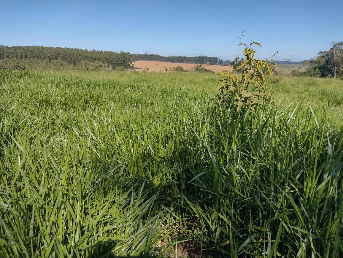 Small farm of 30 acres in Itapetininga, SP, Brazil
