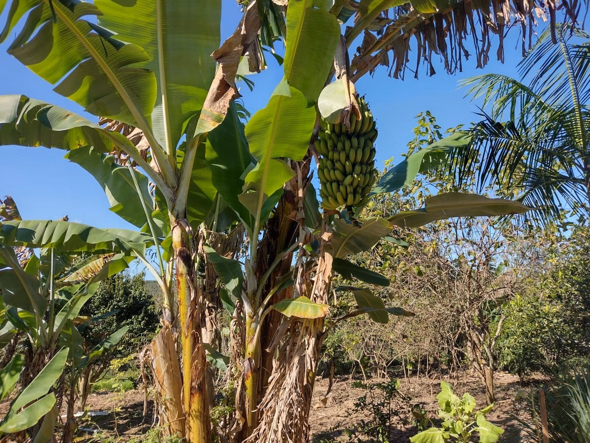 Small farm of 30 acres in Itapetininga, SP, Brazil