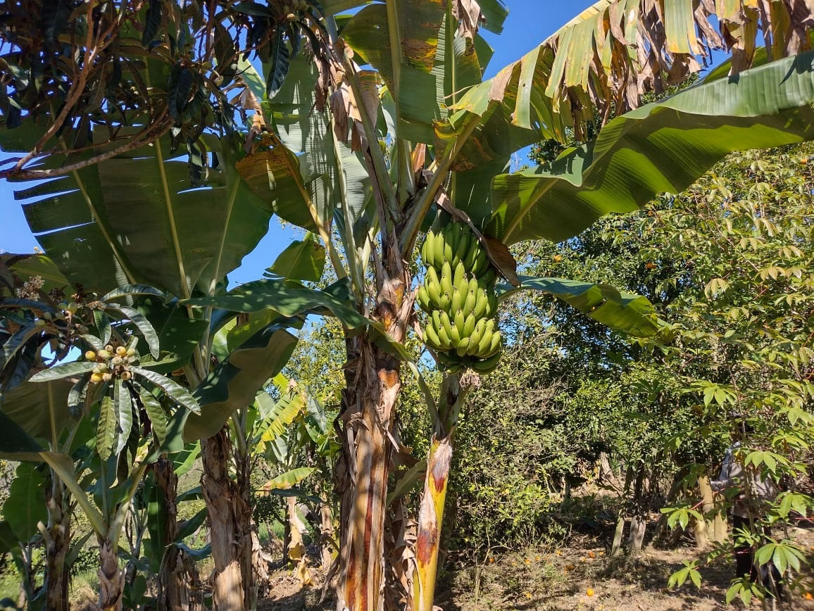 Small farm of 30 acres in Itapetininga, SP, Brazil