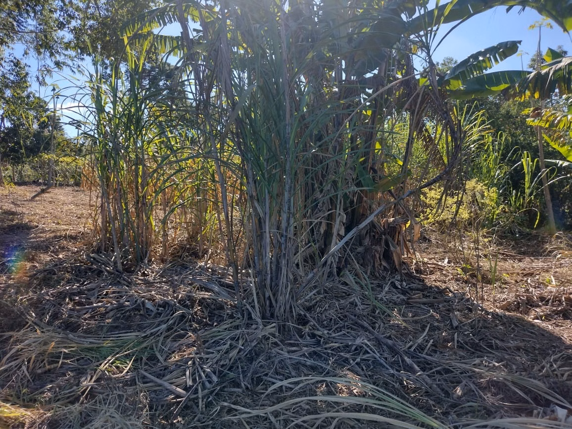 Small farm of 30 acres in Itapetininga, SP, Brazil