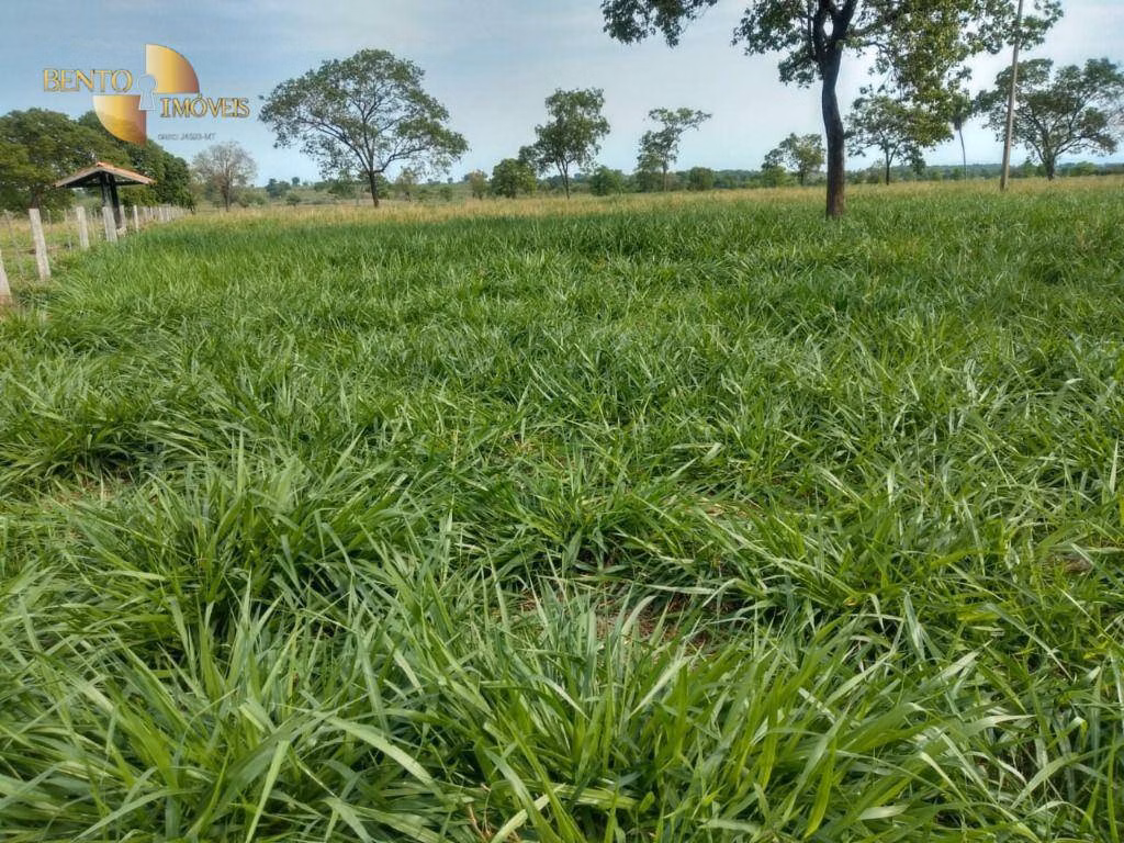 Fazenda de 267 ha em Várzea Grande, MT