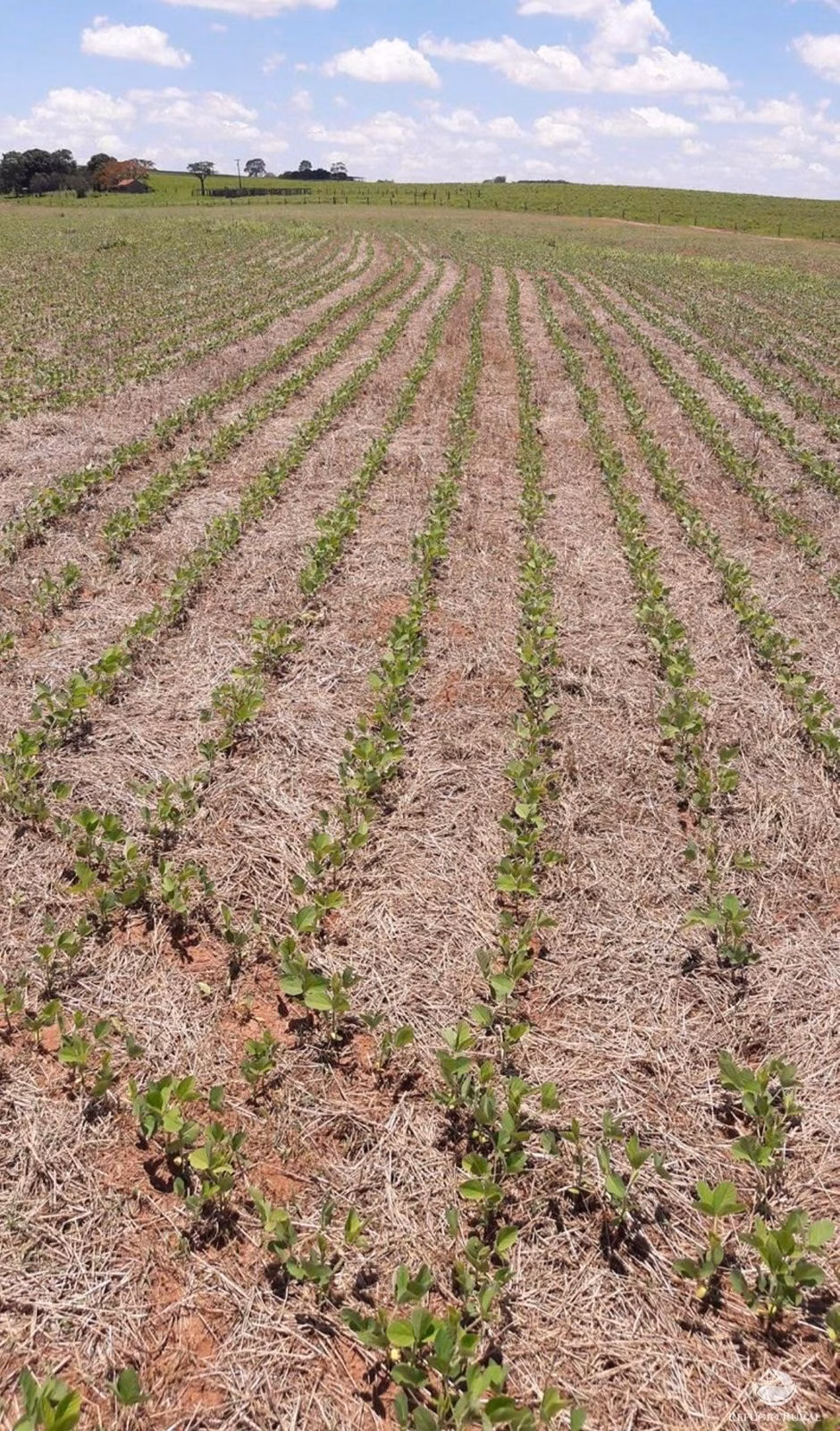 Sítio de 60 ha em Tapejara, PR