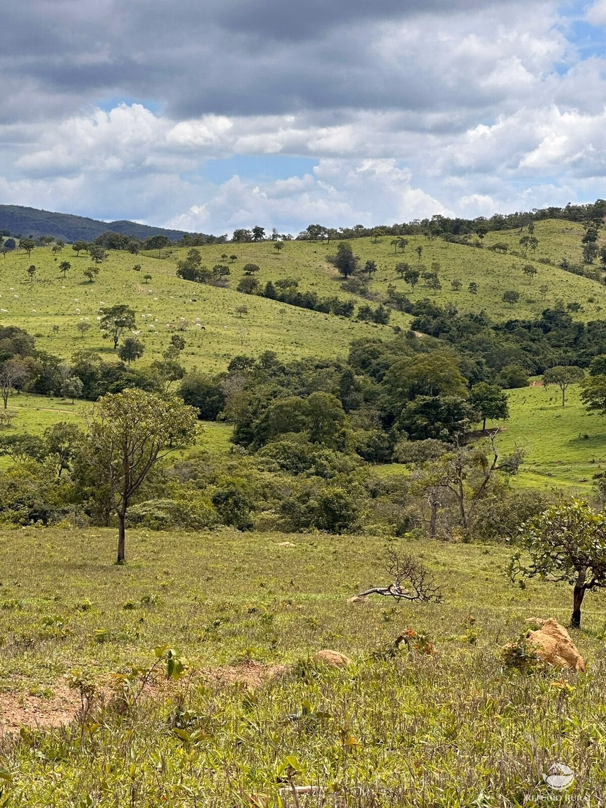 Fazenda de 1.468 ha em Vila Propício, GO