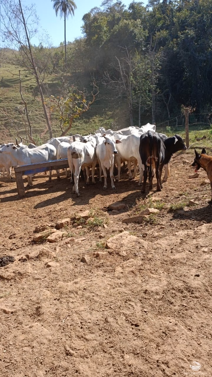Sítio de 53 ha em Monte Santo de Minas, MG