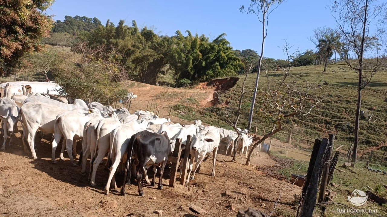 Sítio de 53 ha em Monte Santo de Minas, MG