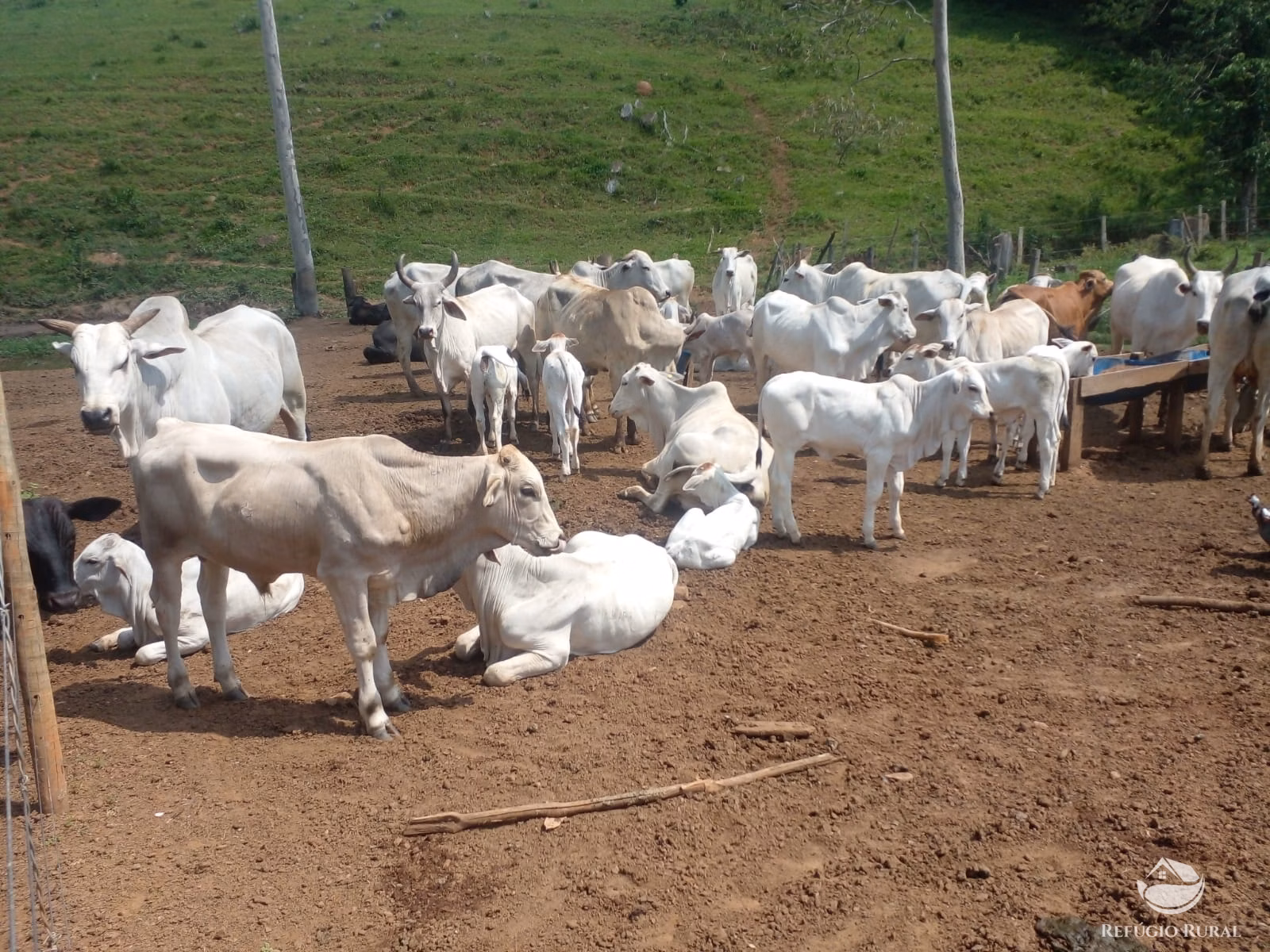 Small farm of 131 acres in Monte Santo de Minas, MG, Brazil