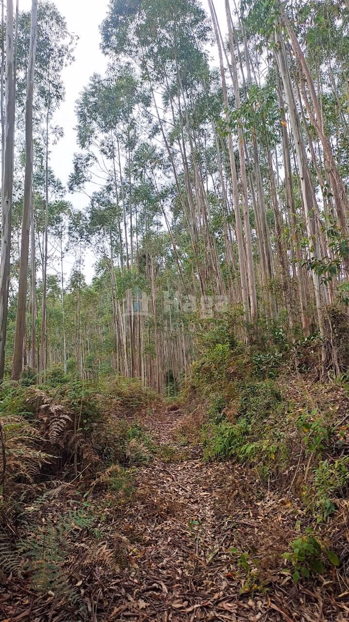 Farm of 16 acres in São João Batista, SC, Brazil