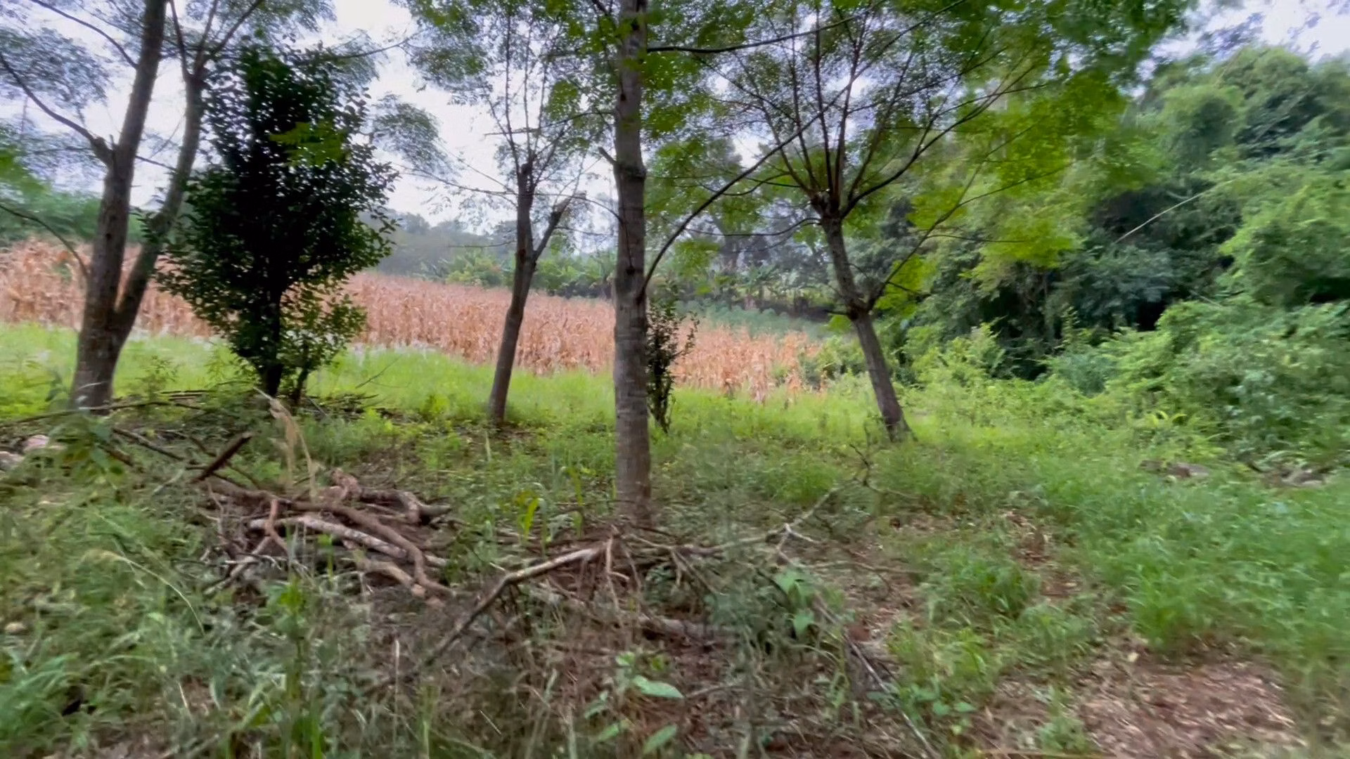 Chácara de 2.000 m² em Caraá, RS