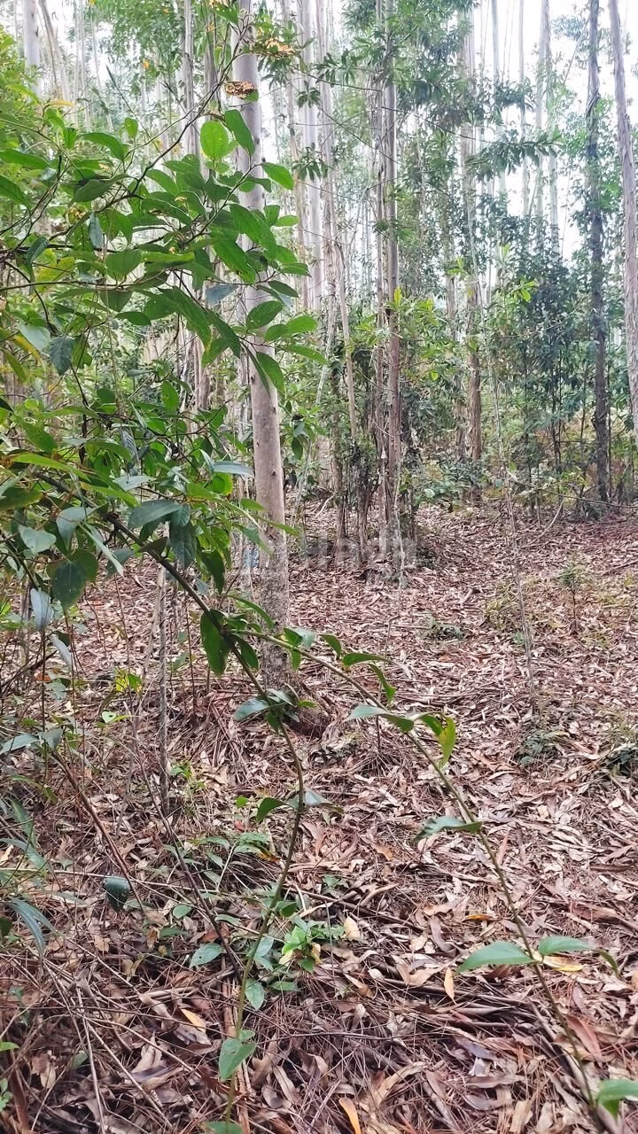 Plot of 16 acres in São João Batista, SC, Brazil