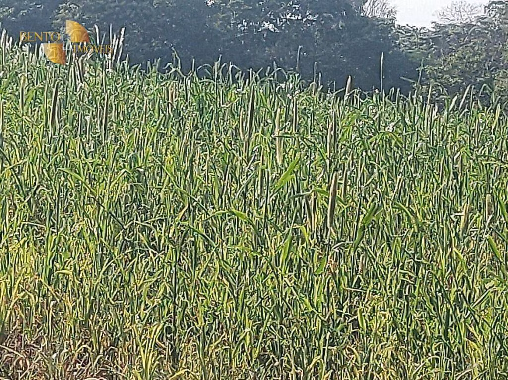 Fazenda de 3.500 ha em Campo Verde, MT