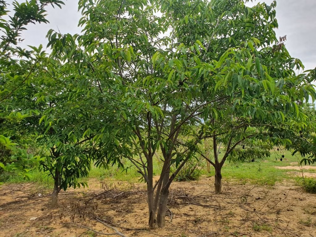 Sítio de 70 ha em Nobres, MT