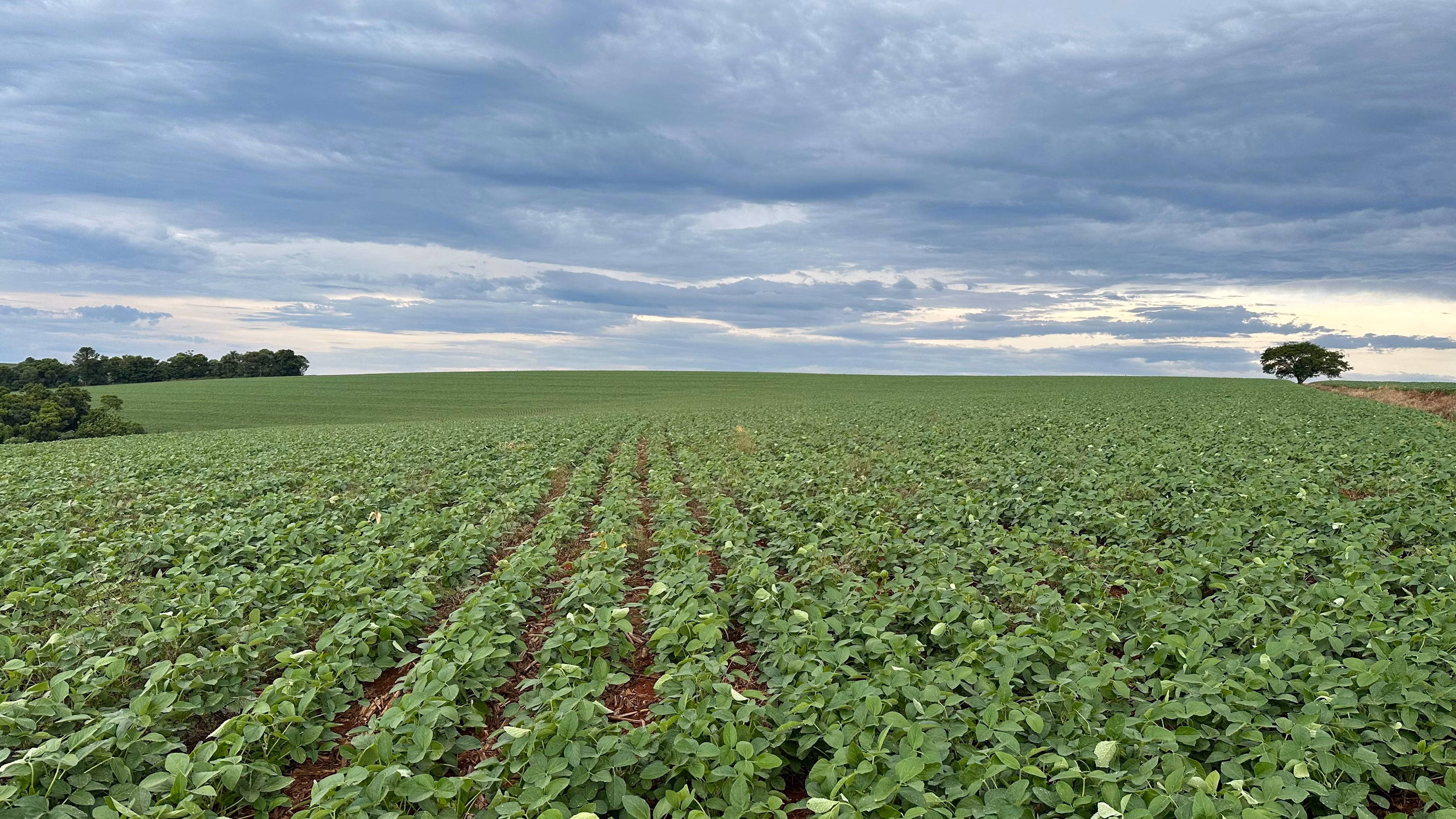 Farm of 101 acres in Cascavel, PR, Brazil