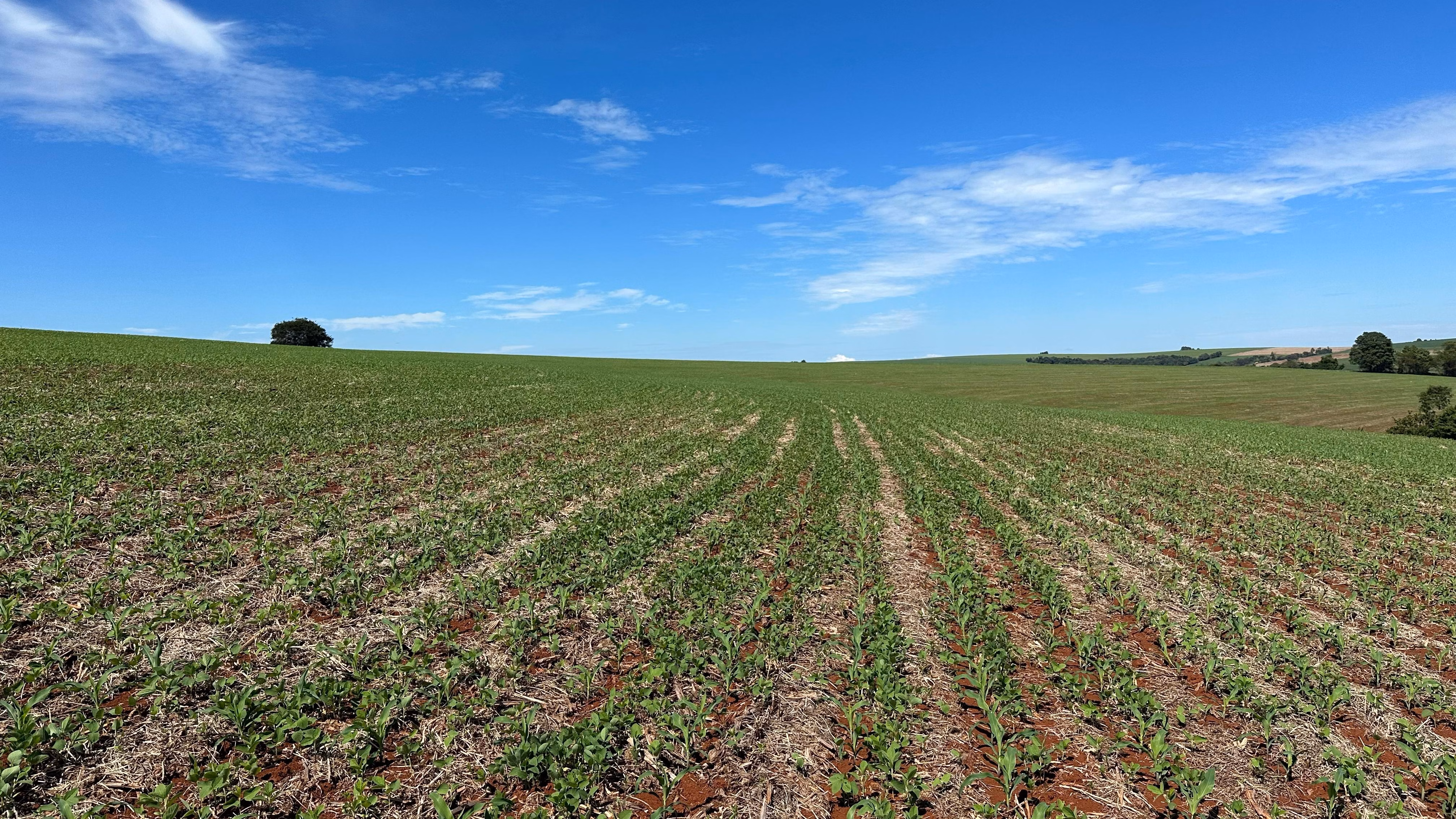 Farm of 101 acres in Cascavel, PR, Brazil