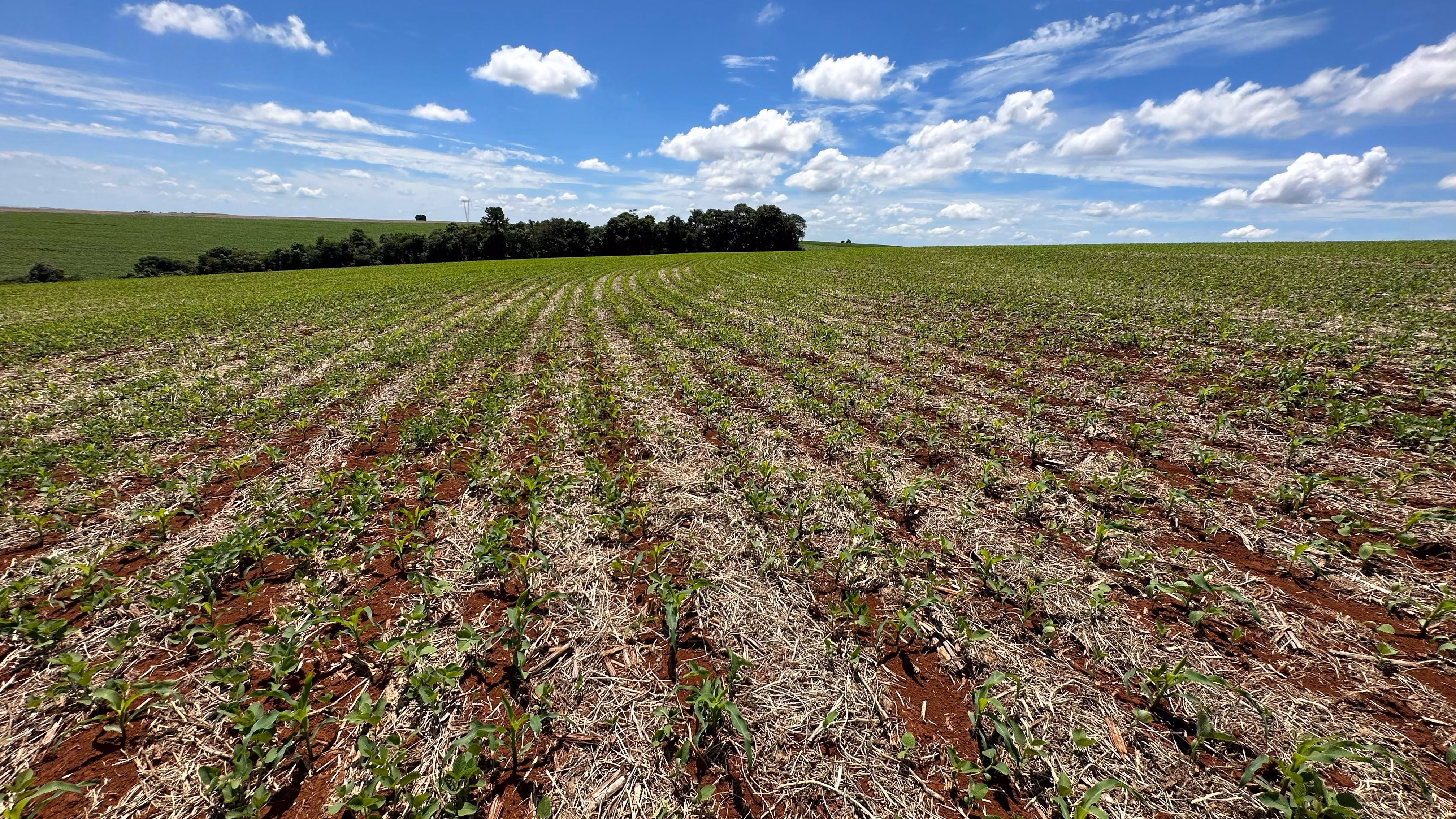 Farm of 101 acres in Cascavel, PR, Brazil