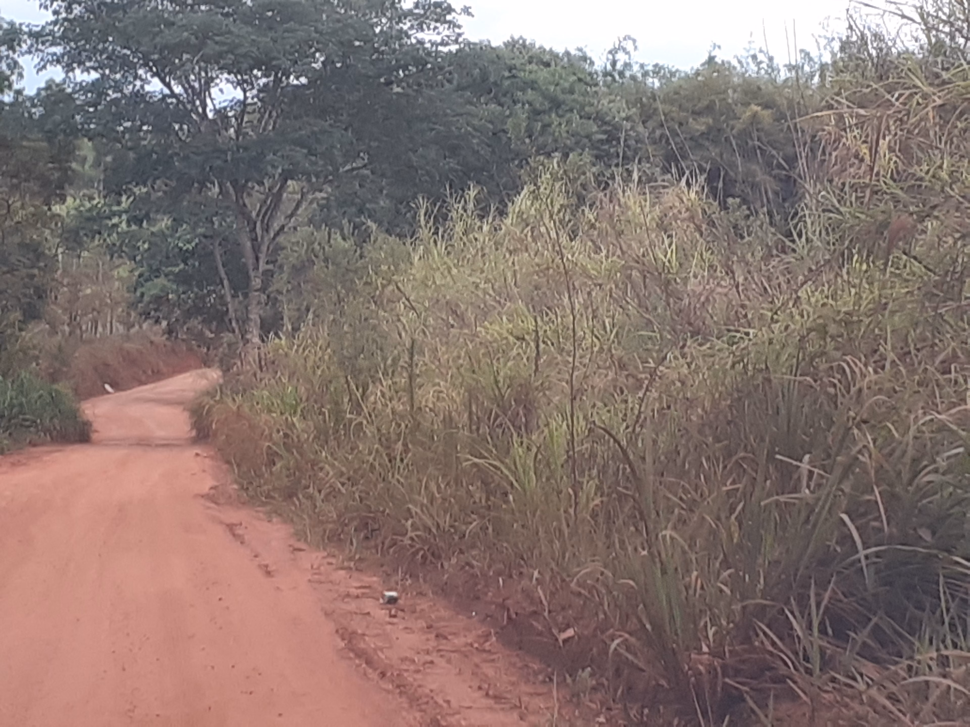 Small farm of 43 acres in Itirapuã, SP, Brazil