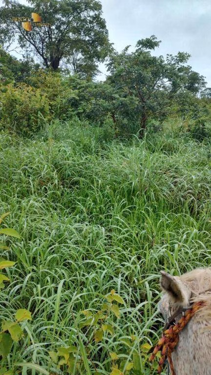 Fazenda de 1.227 ha em Porto Esperidião, MT