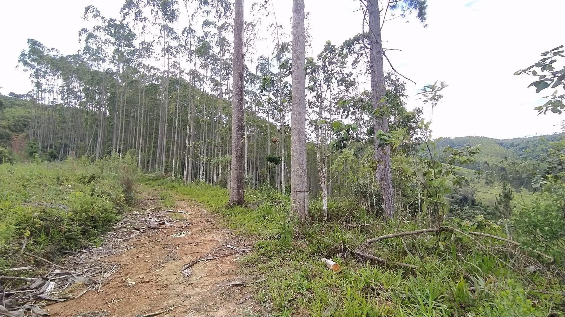 Terreno de 20 ha em Vitor Meireles, SC