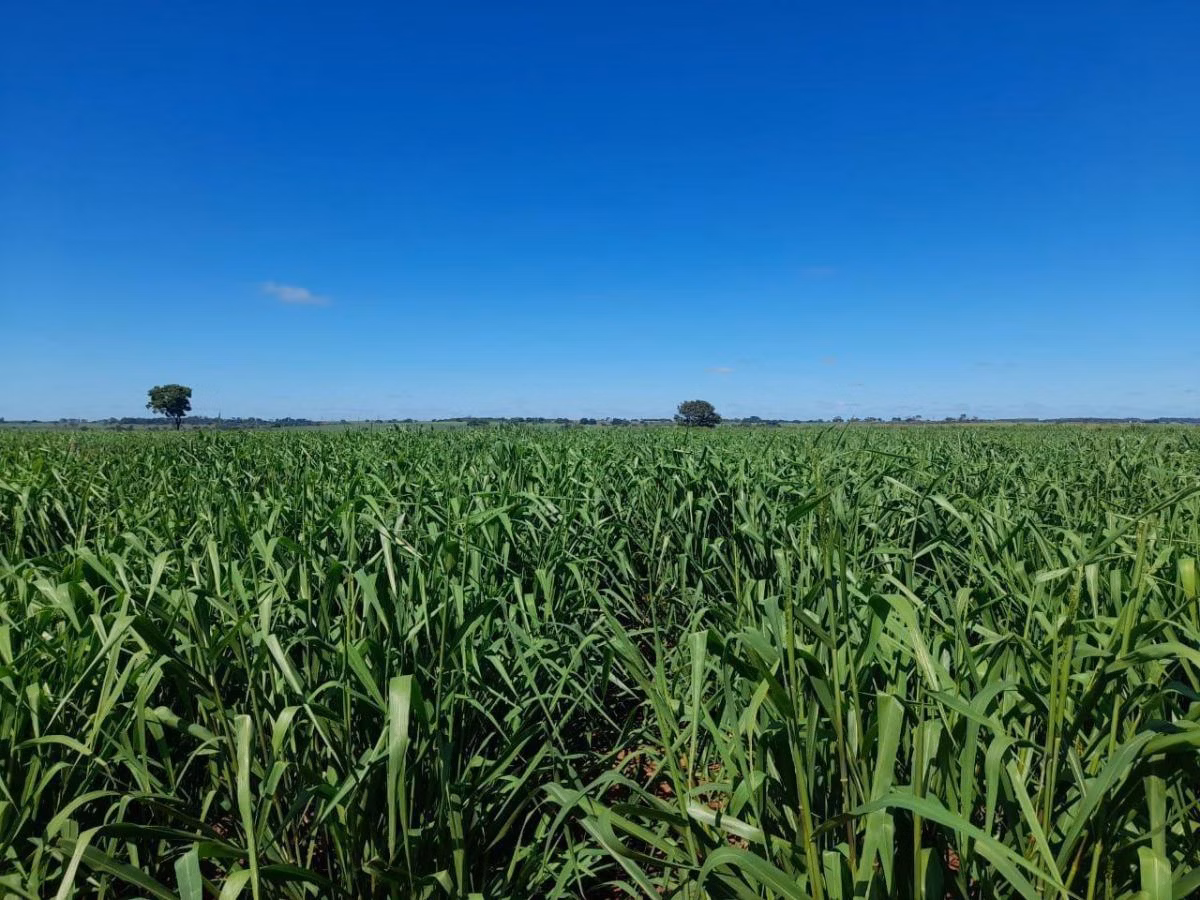 Sítio à venda de 40 ha em Araçatuba, SP