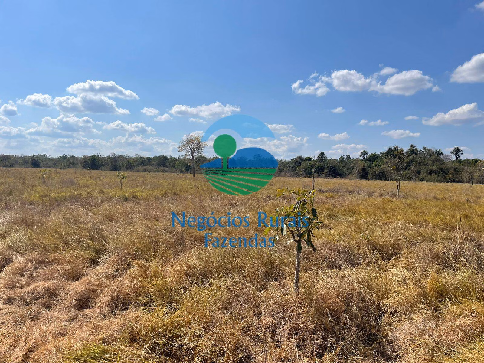 Farm of 1.794 acres in Porangatu, GO, Brazil