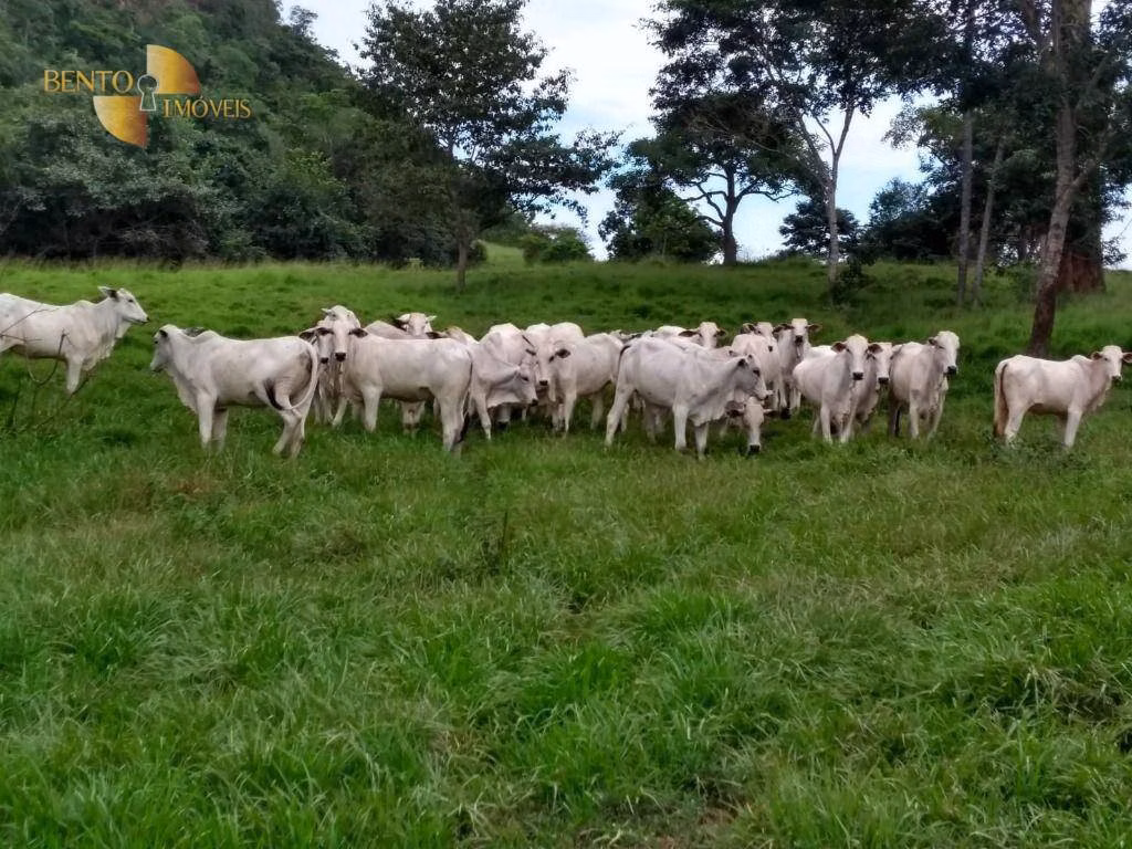 Fazenda de 2.508 ha em Pedra Preta, MT