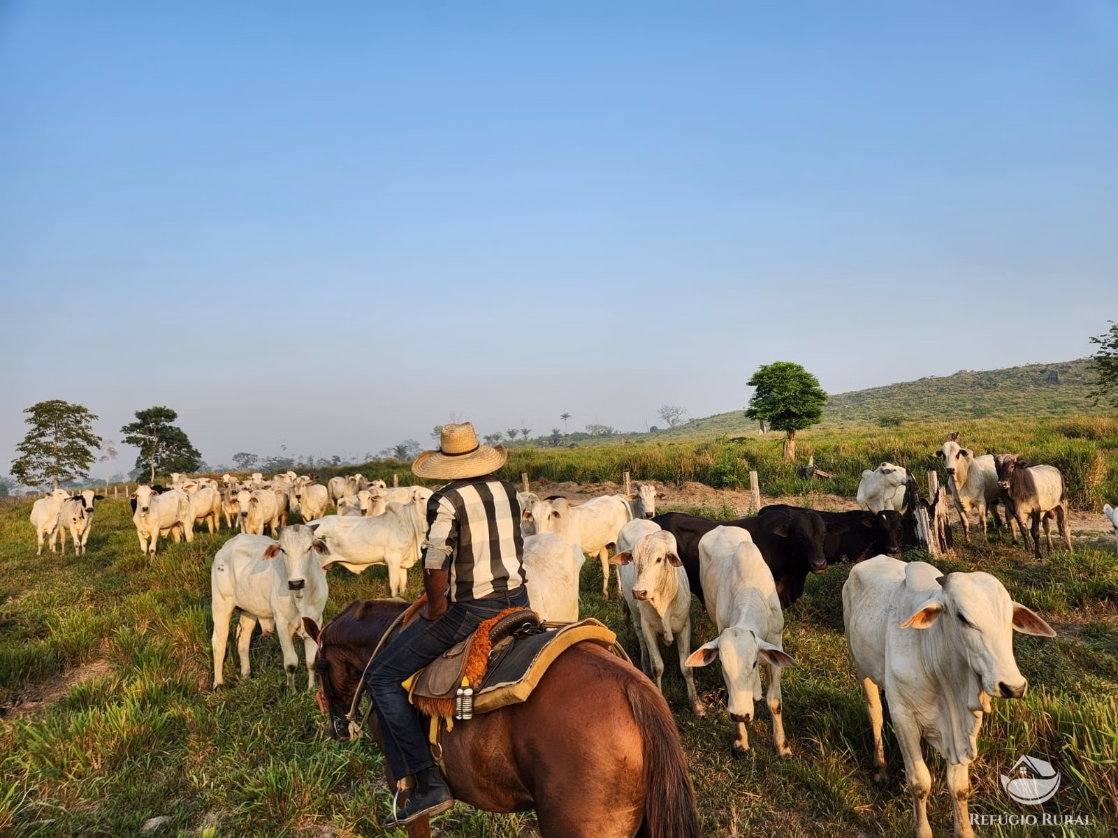 Fazenda de 1.132 ha em Novo Progresso, PA