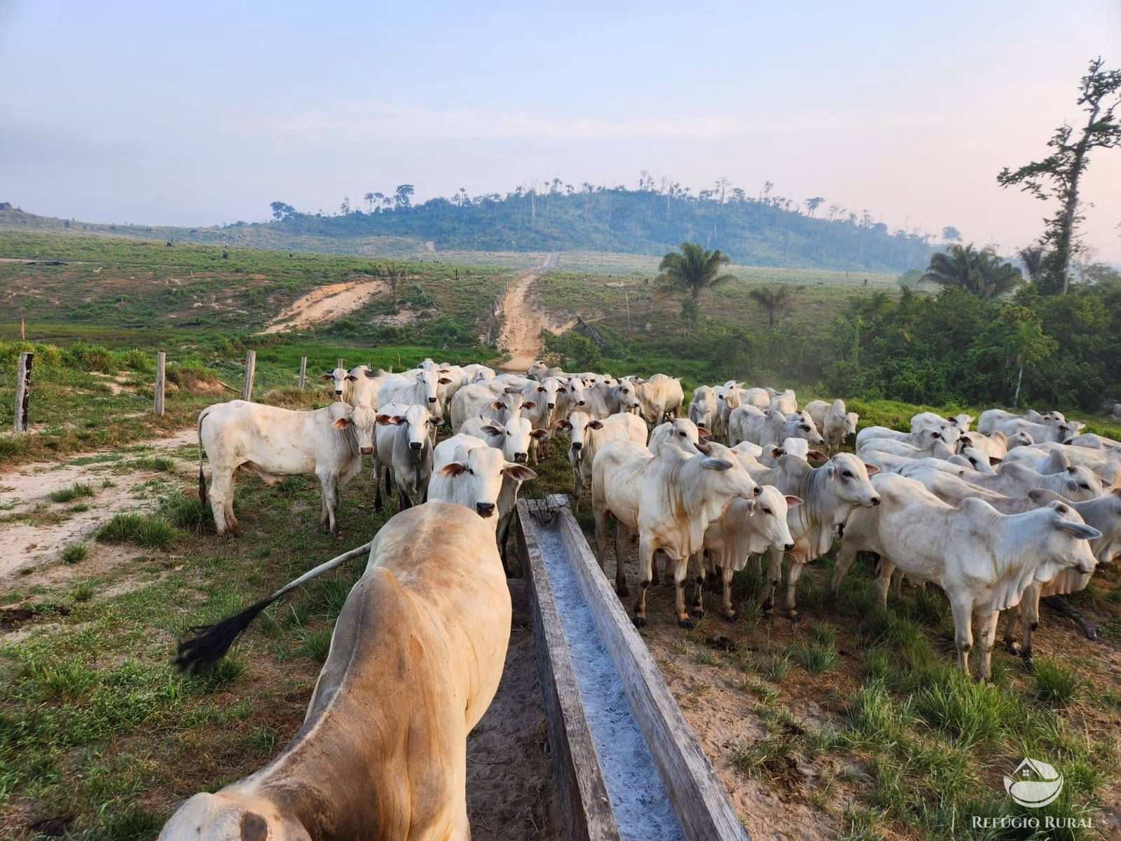 Fazenda de 1.132 ha em Novo Progresso, PA