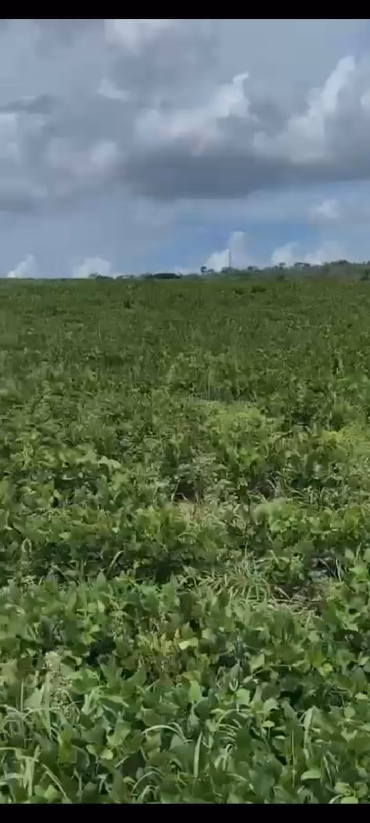 Fazenda de 557 ha em Luziânia, GO