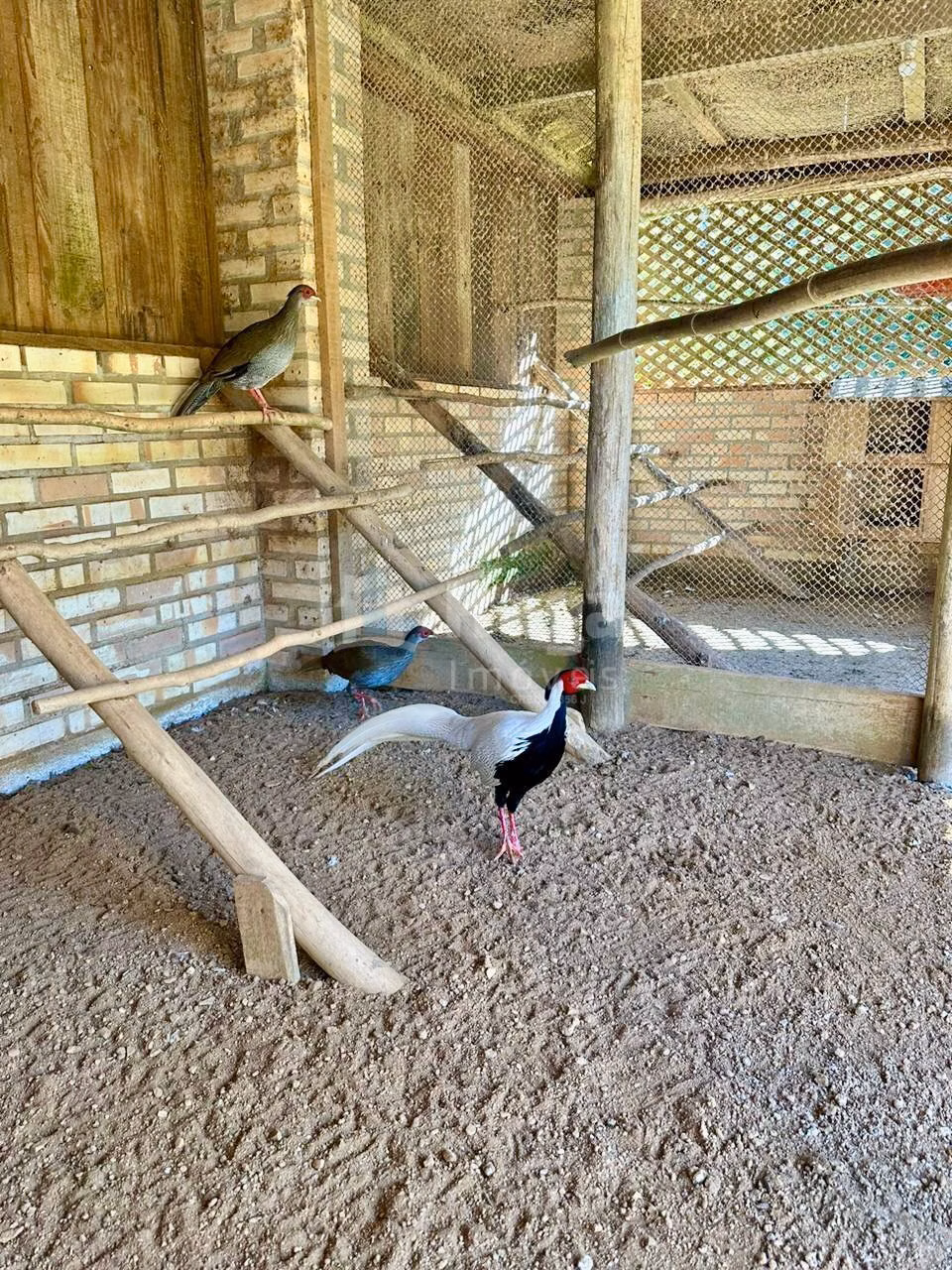 Farm of 31 acres in Angelina, SC, Brazil