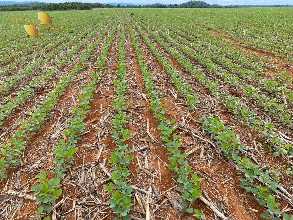Fazenda de 6.200 ha em Nova Mutum, MT